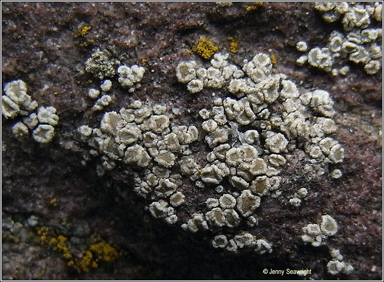 Myriolecis antiqua, Lecanora antiqua, Lecanora conferta