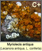 Lecanora conferta