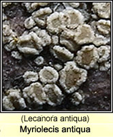 Myriolecis antiqua, Lecanora antiqua