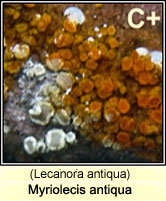 Myriolecis antiqua, Lecanora antiqua