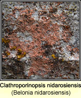 Belonia nidarosiensis