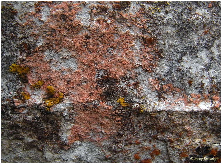 Belonia nidarosiensis