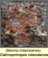 Clathroporinopsis nidarosiensis (Belonia nidarosiensis)