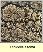 Lecidella asema