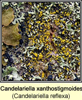 Candelariella reflexa