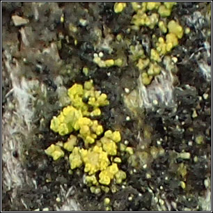 Candelariella xanthostigmoides