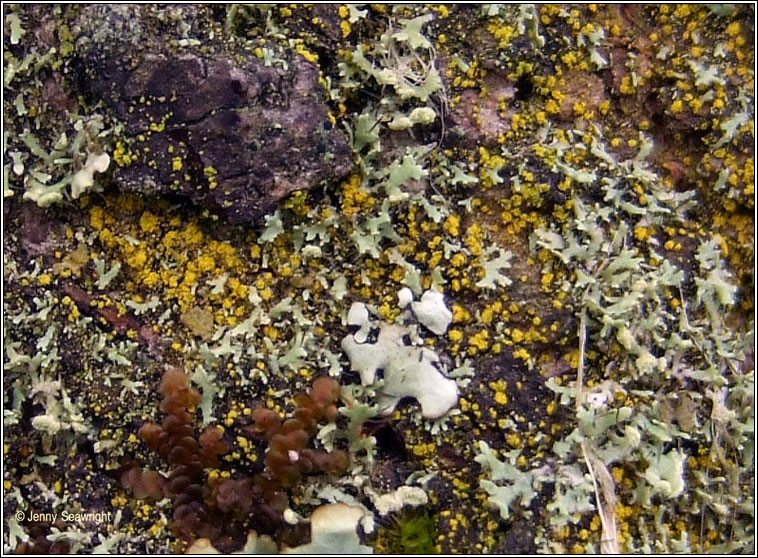 Candelariella xanthostigmoides