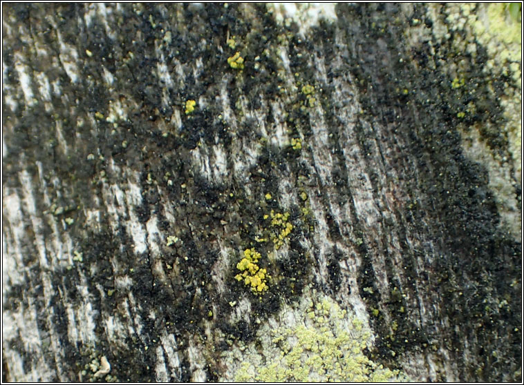 Candelariella xanthostigmoides