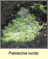 Psilolechia lucida