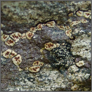 Myriospora smaragdula, Acarospora smaragdula