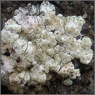 Myriolecis albescens, Lecanora albescens