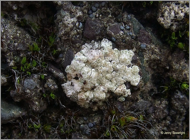 Lecanora albescens