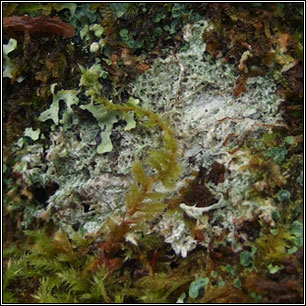 Lepra albescens, Pertusaria albescens