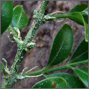 Bacidina delicata, Bacidia delicata