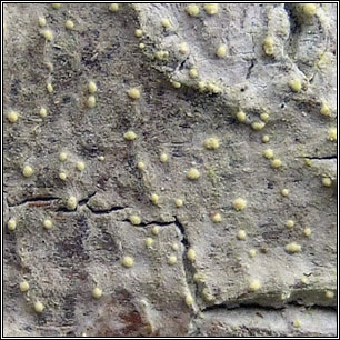 Tylophoron hibernicum, Blarneya hibernica