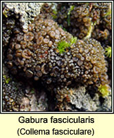 Collema fasciculare