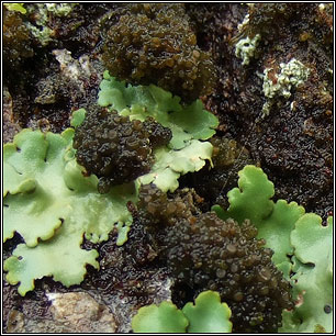 Gabura fascicularis, Collema fasciculare