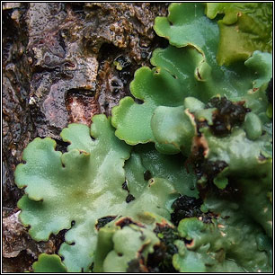 Ricasolia amplissima, Lobaria amplissima