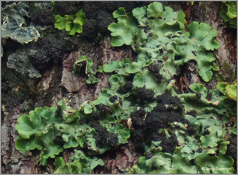 Lobaria amplissima