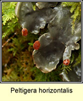 Peltigera horizontalis