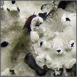 Parmotrema reticulatum