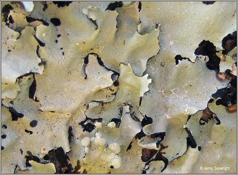 Parmotrema reticulatum