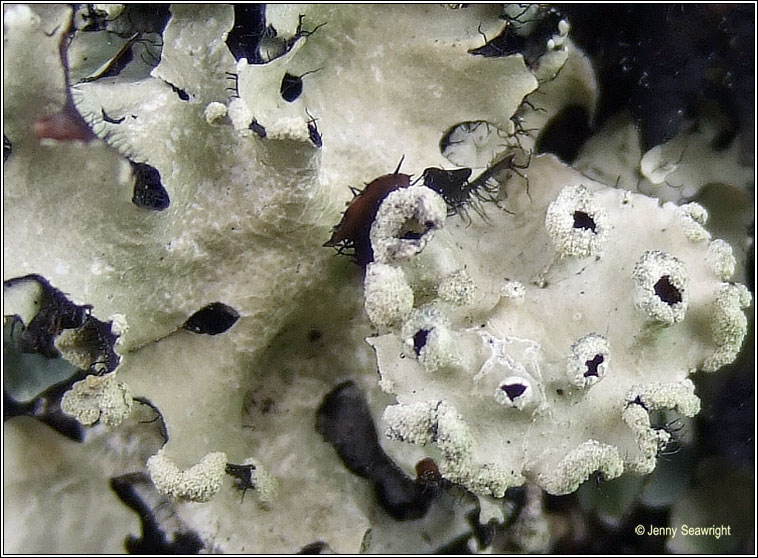 Parmotrema reticulatum, fertile