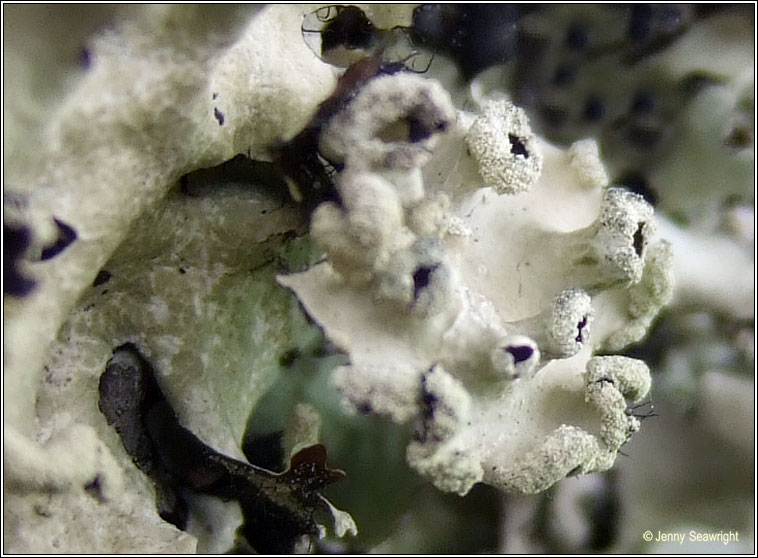 Parmotrema reticulatum