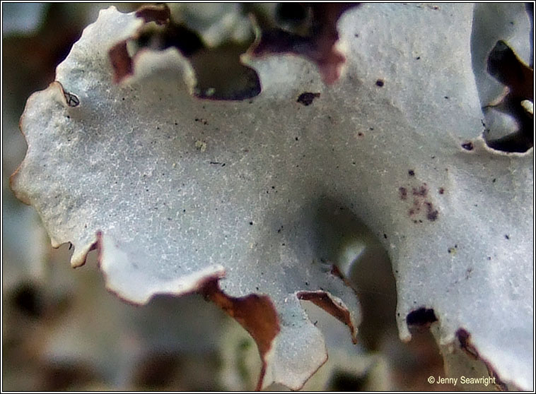 Parmotrema reticulatum