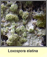 Loxospora elatina