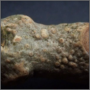 Myriolecis persimilis, Lecanora persimilis