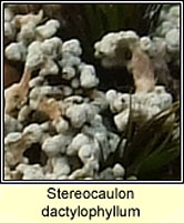 Stereocaulon dactylophyllum