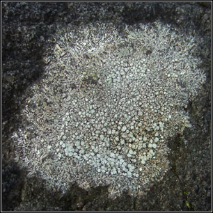 Lepra amara, Pertusaria amara