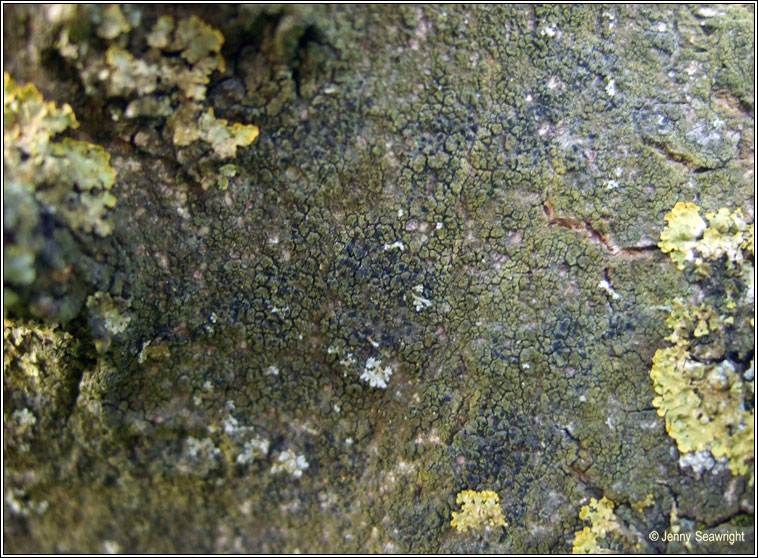 Scoliciosporum chlorococcum