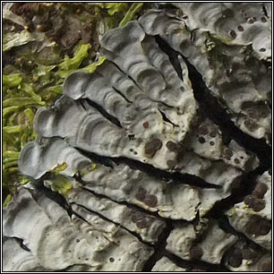 Pectenia cyanoloma, Degelia cyanoloma