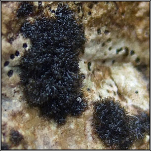 Scytinium teretiusculum, Leptogium teretiusculum