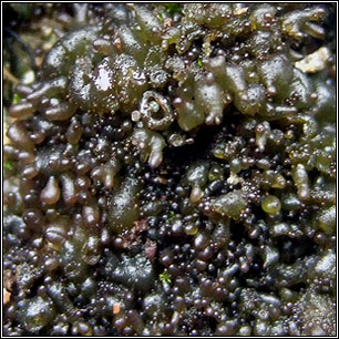 Scytinium schraderi, Leptogium schraderi