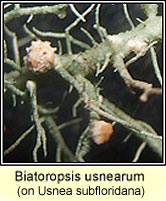 Biatoropsis usnearum on Usnea subfloridana