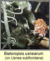 Biatoropsis usnearum on Usnea subfloridana