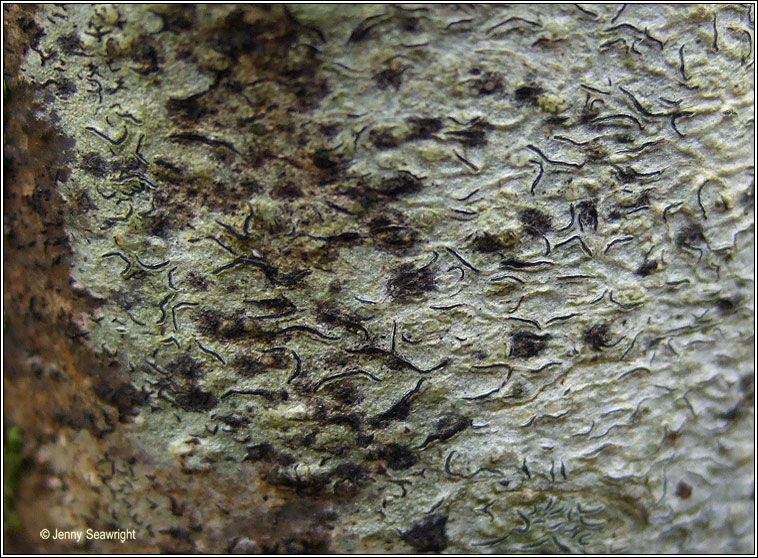 Stigmidium microspilum