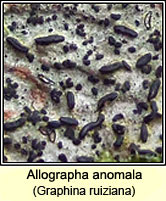 Allographa anomala (Graphina ruiziana)