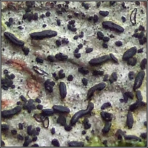 Allographa anomala, Graphina ruiziana