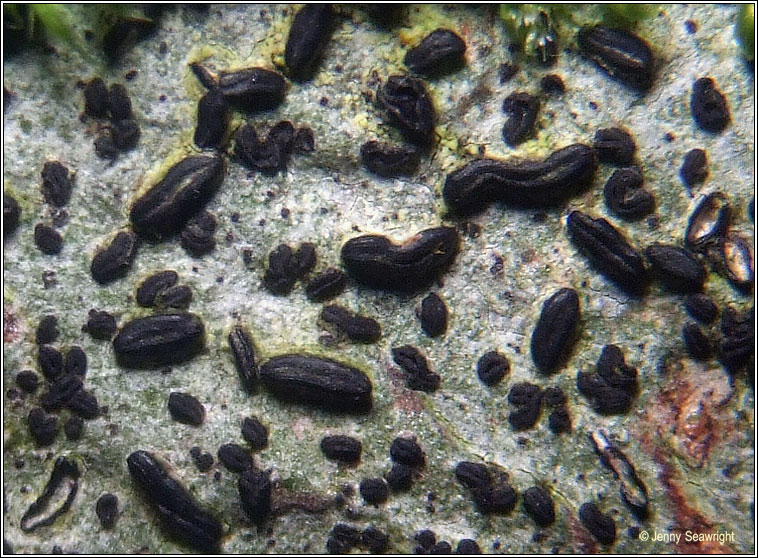 Graphina ruiziana and Graphina pauciloculata