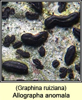 Allographa anomala (Graphina ruiziana)