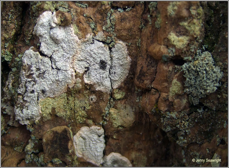 Pertusaria hemisphaerica