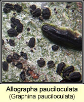 Allographa pauciloculata (Graphina pauciloculata)