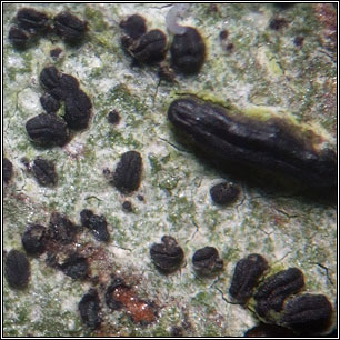 Allographa pauciloculata, Graphina pauciloculata