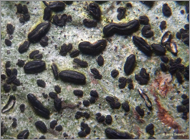 Graphina pauciloculata