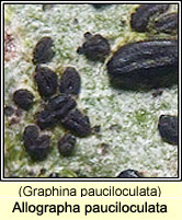 Allographa pauciloculata (Graphina pauciloculata)