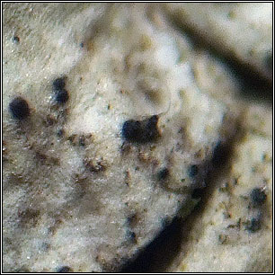 Anisomeridium polypori